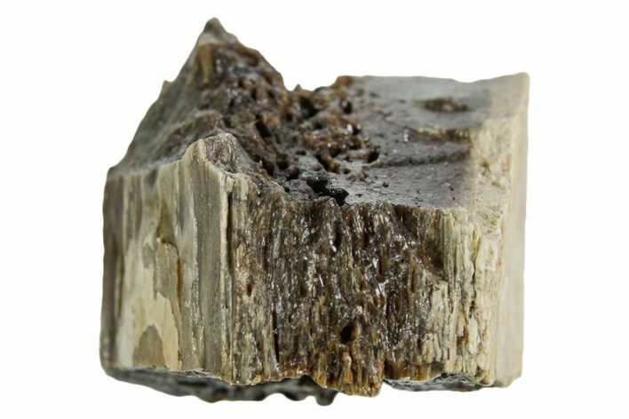 Fossil Tyrannosaur (T rex) Bone Section - Wyoming #352938